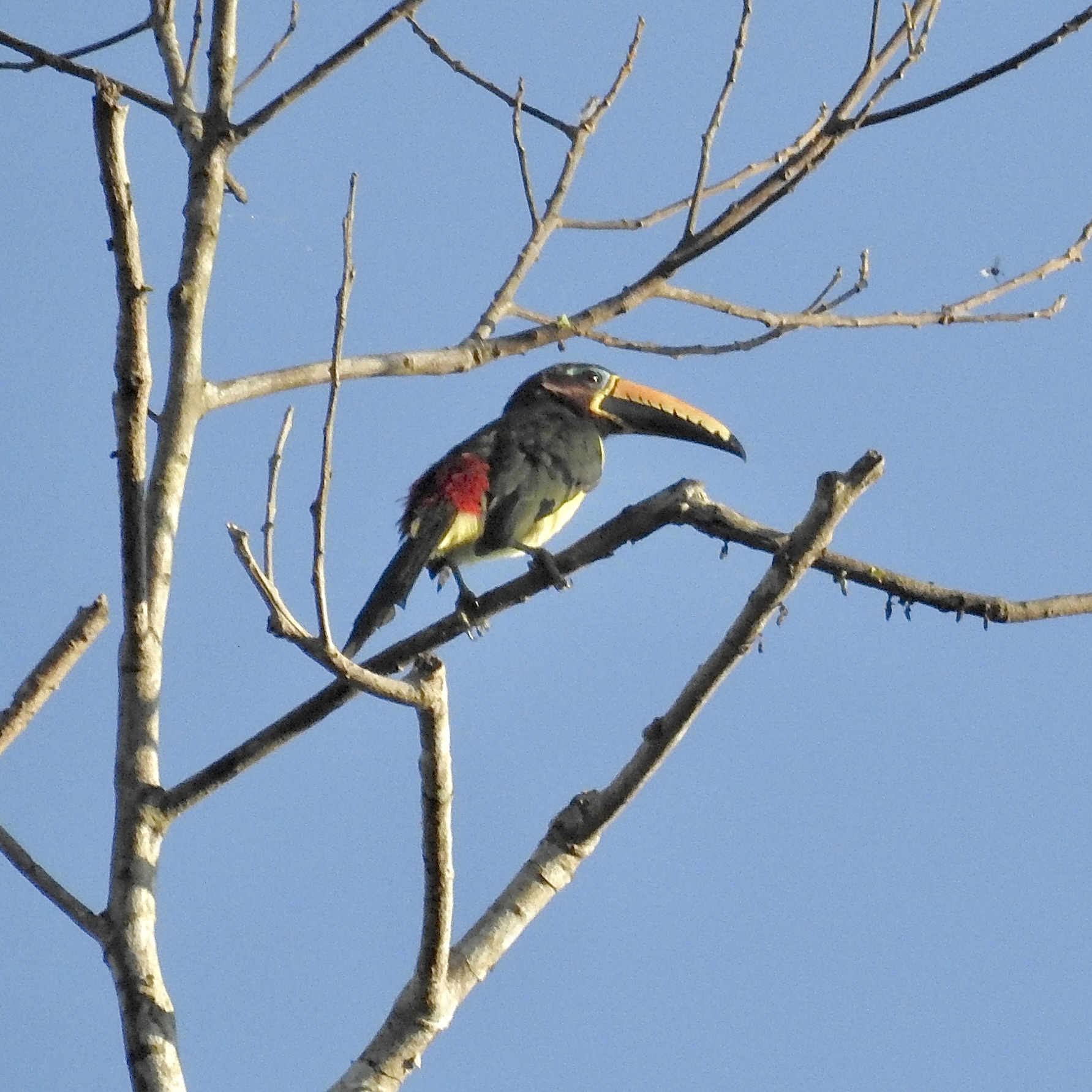 Lettered Aracari (Pteroglossus inscriptus), photo 8