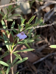 Hemigenia cuneifolia