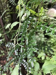 Zanthoxylum beecheyanum