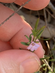 Hemigenia cuneifolia