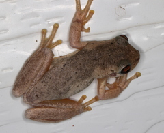 Litoria dentata