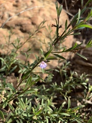 Hemigenia cuneifolia