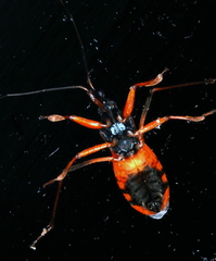 Ectomocoris