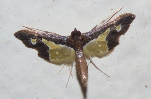 Gonocausta sabinalis photo 5