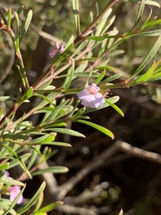 Hemigenia cuneifolia