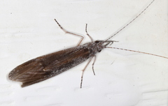 Triplectidinae