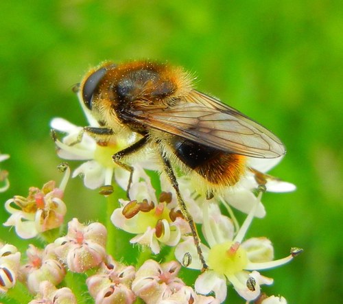 Bumblebee Blacklet