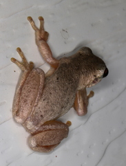 Litoria dentata