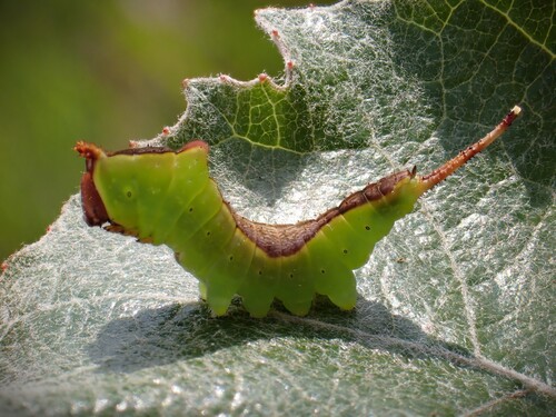 Cerura vinula