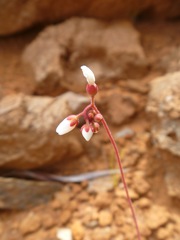 Drosera neocaledonica