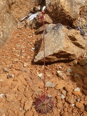 Drosera neocaledonica