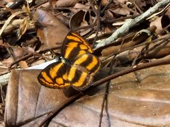 Lasippa heliodore dorelia