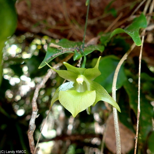 Aeranthes ramosa Rolfe 3