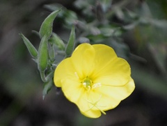 Oenothera oehlkersi