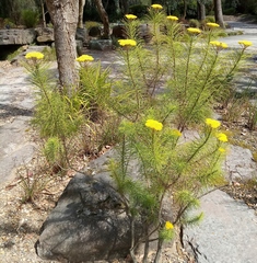 Hymenolepis