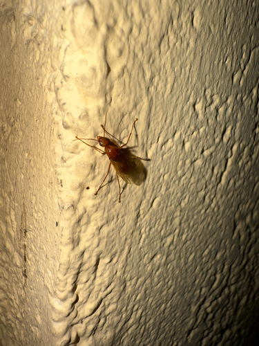 Chestnut Carpenter Ant