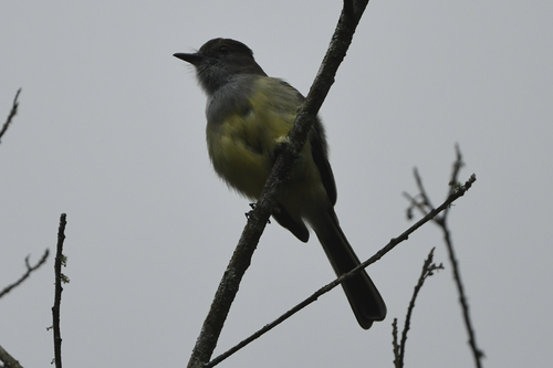 Pale-edged Flycatcher (Myiarchus cephalotes), photo 4