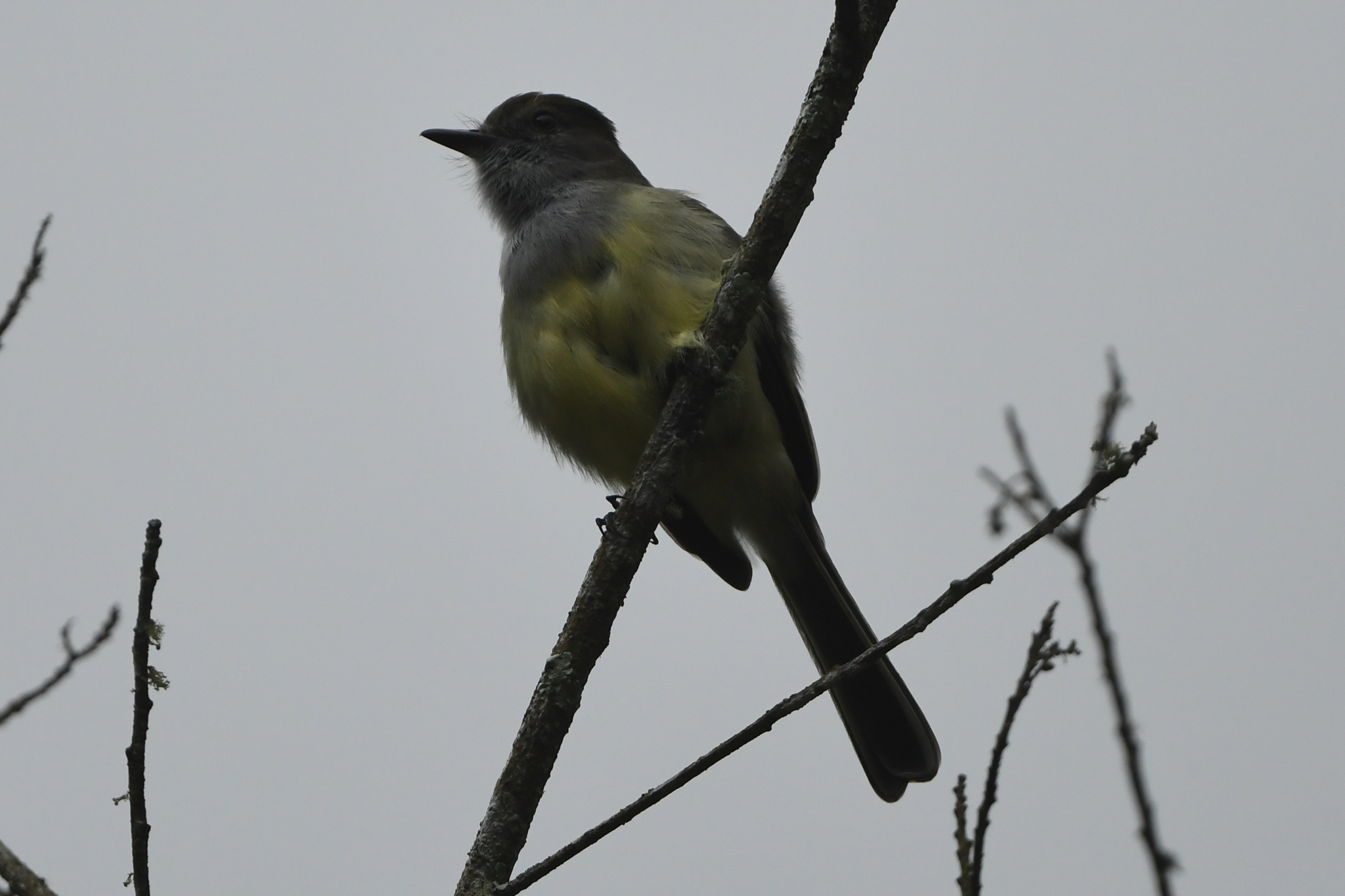 Pale-edged Flycatcher (Myiarchus cephalotes), photo 3