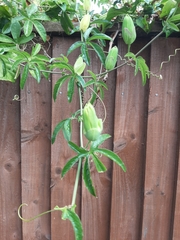 Passiflora caerulea