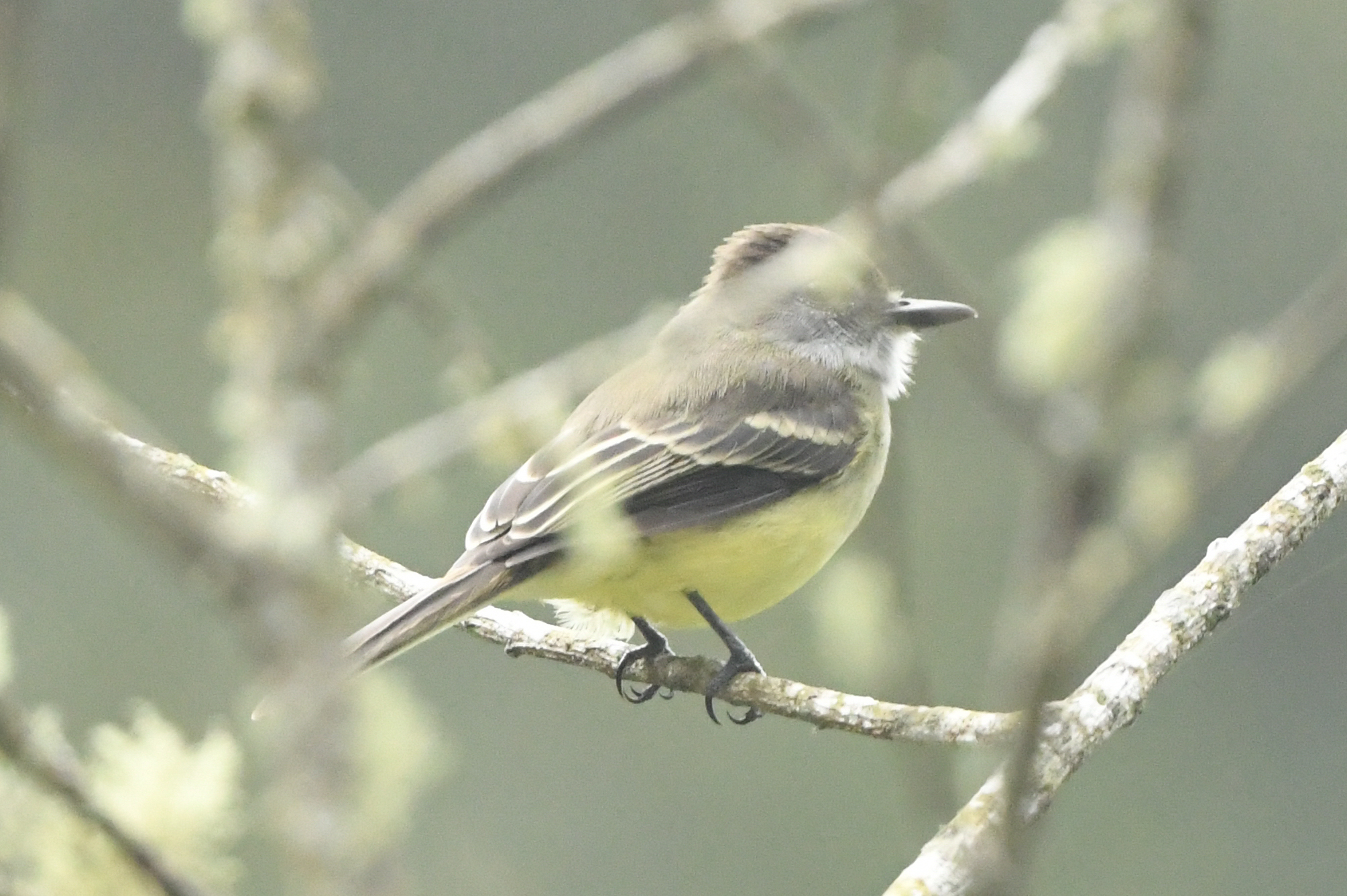 Pale-edged Flycatcher (Myiarchus cephalotes), photo 5