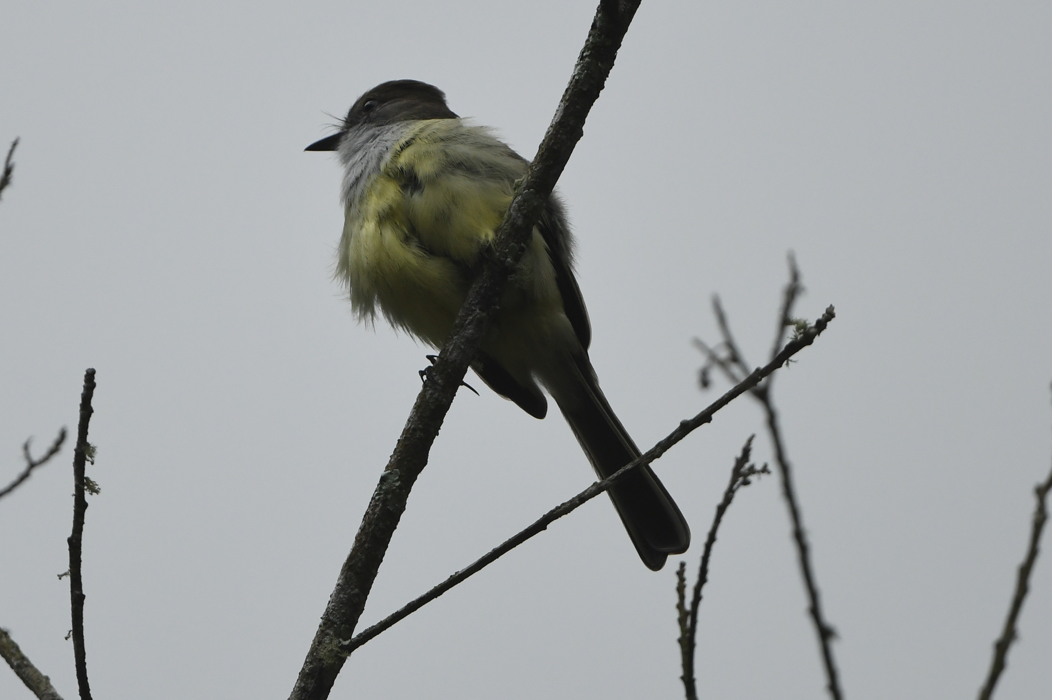 Pale-edged Flycatcher (Myiarchus cephalotes), photo 4