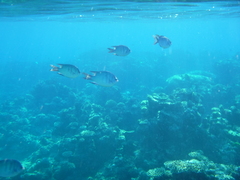 Abudefduf whitleyi