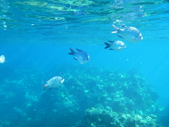 Abudefduf whitleyi