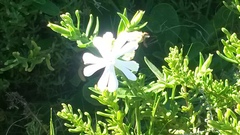 Behenantha