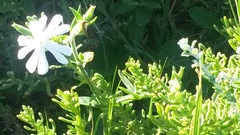 Behenantha