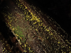 Trichoderma gelatinosum
