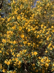 Pultenaea flexilis