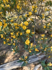 Pultenaea flexilis