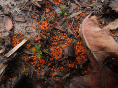 Byssonectria fusispora