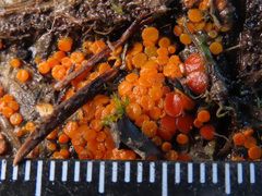 Byssonectria fusispora