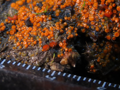 Byssonectria fusispora