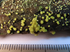 Trichoderma gelatinosum