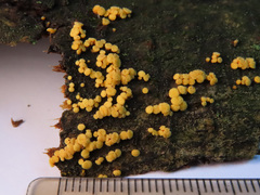 Pezicula acericola