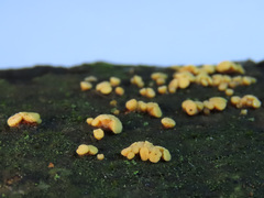 Pezicula acericola
