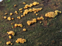 Pezicula acericola