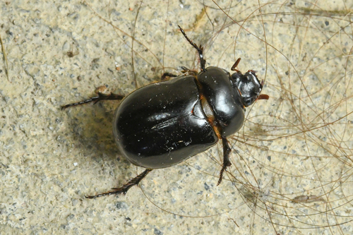 Pucaya castanea