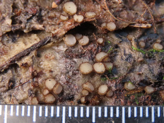 Trichophaeopsis bicuspis