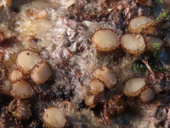 Trichophaeopsis bicuspis