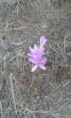 Colchicum troodi