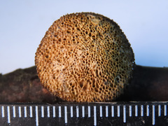 Dichomitus campestris