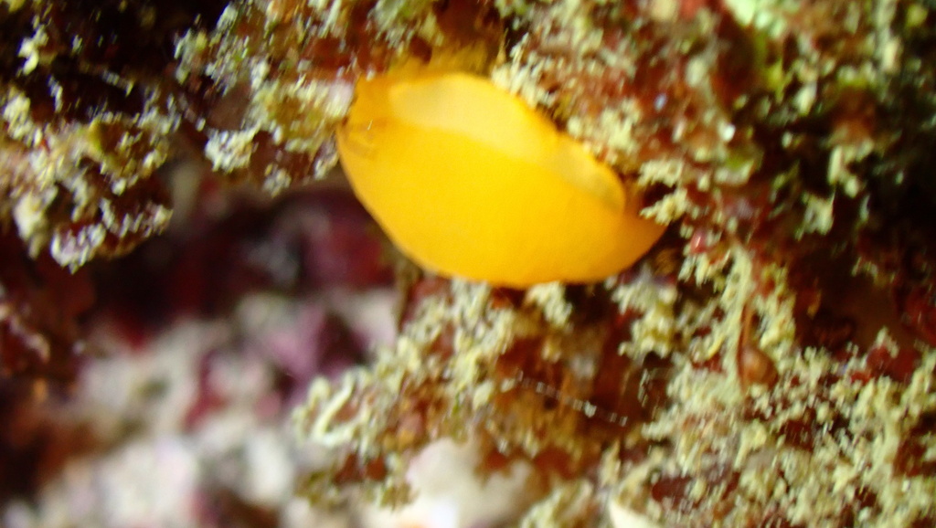 Orange Gumdrop