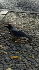 Corvus cornix