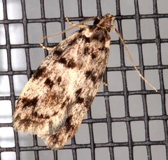 Barea nymphica