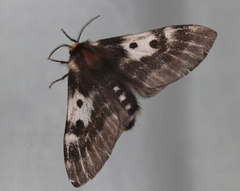 Nataxa flavescens