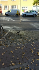 Corvus cornix