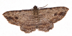 Xanthorhoe anaspila